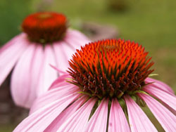 Cone Flowers