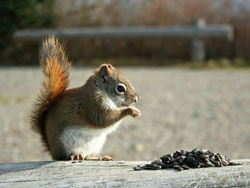 Red Squirrel