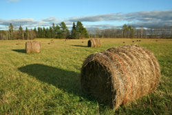 Bales